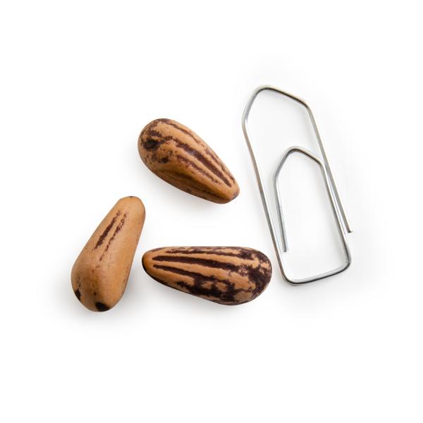 Radis et Capucine - Bonsaï Pinus Pinea à semer - MEDIA_EN_SITUATION_1